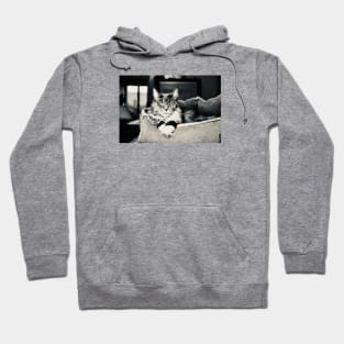 Cat main coon black and white / Swiss Artwork Photography Hoodie